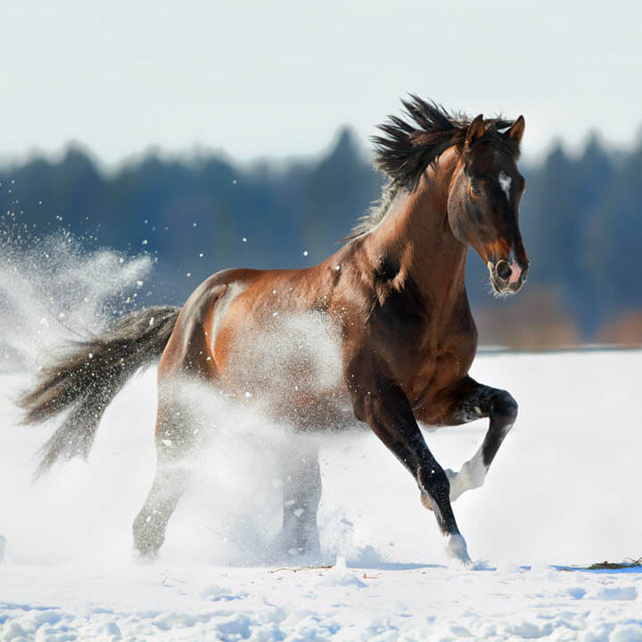 Brun häst galopperar i snön