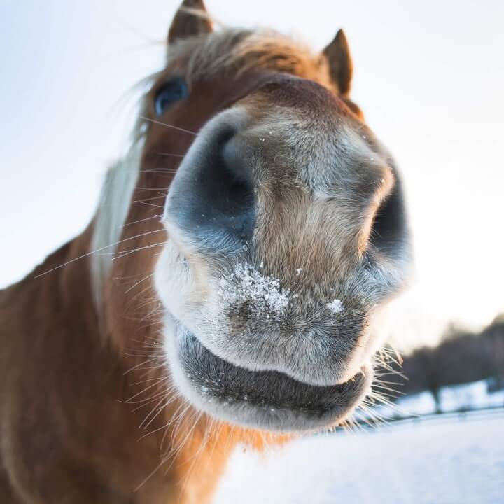 snöig hästmule